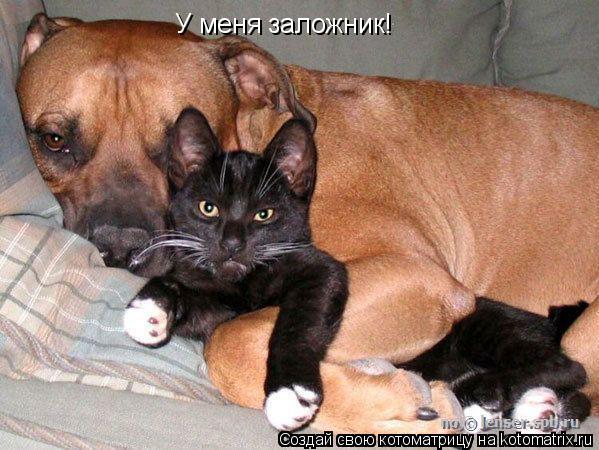 Котоматрица: У меня заложник!