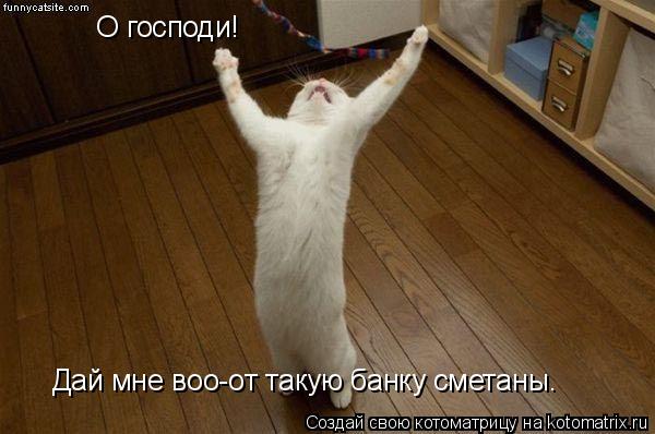 Котоматрица: О господи! Дай мне воо-от такую банку сметаны.