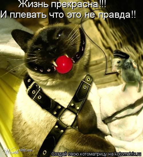 Котоматрица: Жизнь прекрасна!!!  И плевать что это не правда!!