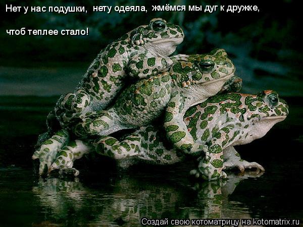 чтоб теплее стало! Нет у нас подушки, нету одеяла, жмёмся мы дуг к дружке,... Котоматрица: чтоб теплее стало! Нет у нас подушки, нету одеяла, жмёмся мы дуг к дружке,