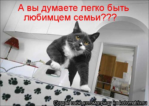 Котоматрица: А вы думаете легко быть любимцем семьи???