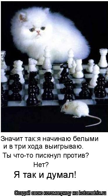 Котоматрица: Значит так:я начинаю белыми  и в три хода выигрываю. Ты что-то пискнул против? Нет? Я так и думал!