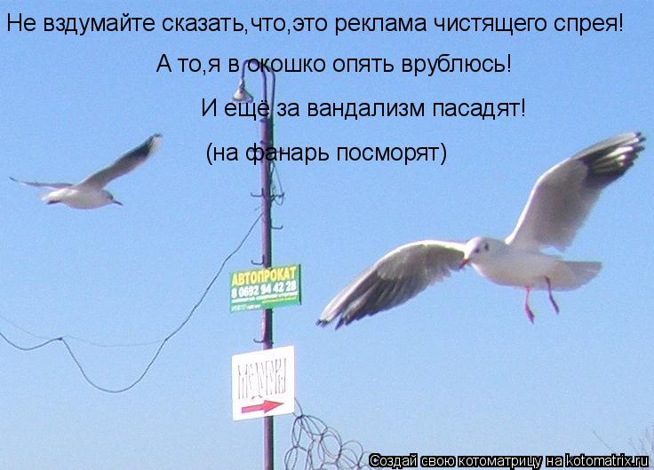 Котоматрица: Не вздумайте сказать,что,это реклама чистящего спрея! А то,я в окошко опять врублюсь! А то,я в окошко опять врублюсь! И ещё за вандализм пасад