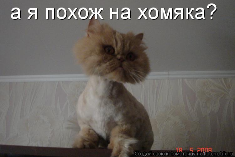 Котоматрица: а я похож на хомяка?