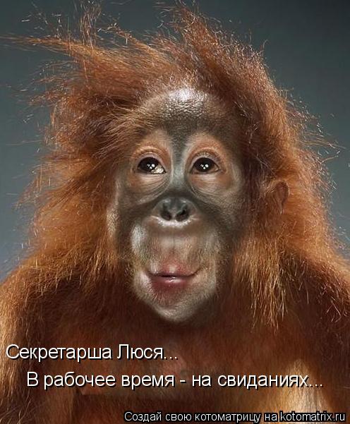 Котоматрица: Секретарша Люся... В рабочее время - на свиданиях...