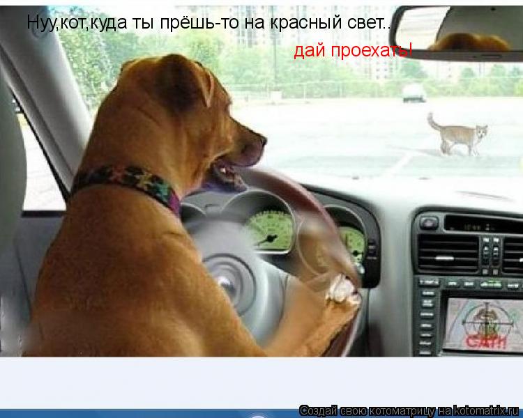 Котоматрица: Нуу,кот,куда ты прёшь-то на красный свет.. дай проехать!