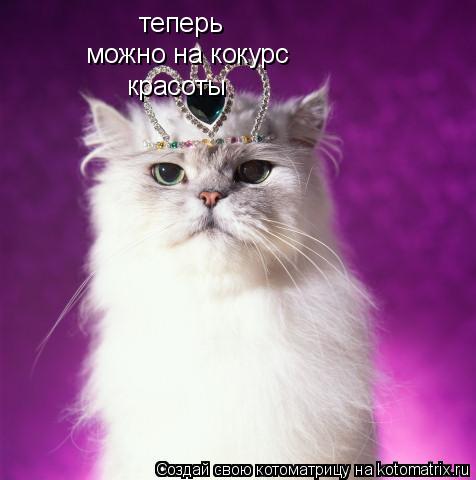 Котоматрица: теперь можно на кокурс красоты