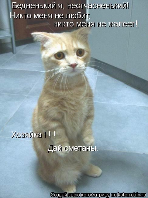 Котоматрица: Бедненький я, нестчасненький! Никто меня не любит,   никто меня не жалеет! Хозяйка ! ! ! Дай сметаны.