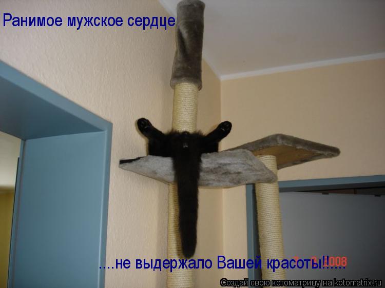 Ранимое мужское сердце ....не выдержало Вашей красоты!!....... Котоматрица: Ранимое мужское сердце ....не выдержало Вашей красоты!!....
