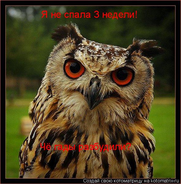 Я не спала 3 недели! Чё гады разбудили?... Котоматрица: Я не спала 3 недели! Чё гады разбудили?