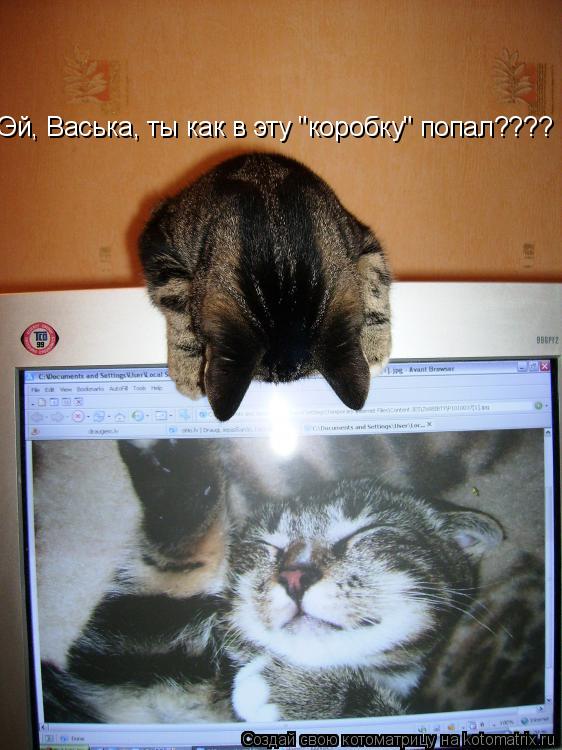 Котоматрица: Эй, Васька, ты как в эту "коробку" попал????