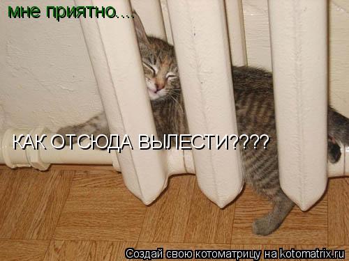 мне приятно.... КАК ОТСЮДА ВЫЛЕСТИ????... Котоматрица: мне приятно.... КАК ОТСЮДА ВЫЛЕСТИ????