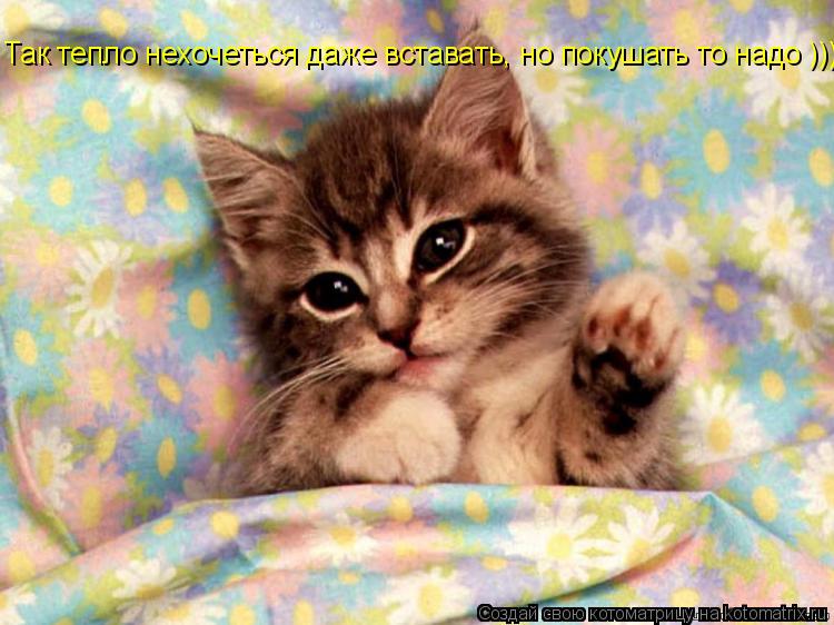 Котоматрица: Так тепло нехочеться даже вставать, но покушать то надо ))))
