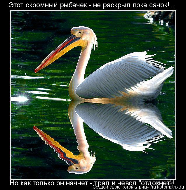 Этот скромный рыбачёк - не раскрыл пока сачок!... Но как только он начнёт - трал и невод "отдохнёт"!... Котоматрица: Этот скромный рыбачёк - не раскрыл пока сачок!... Но как только он начнёт - трал и невод "отдохнёт"!