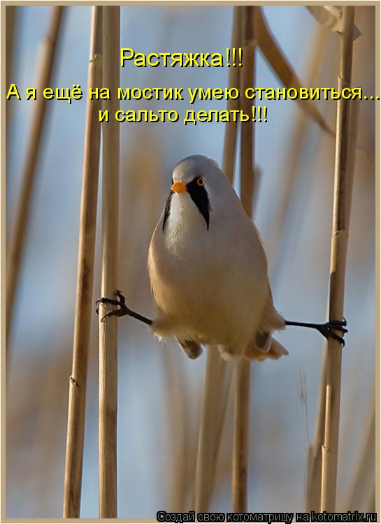 Растяжка!!! А я ещё на мостик умею становиться... и сальто делать!!!... Котоматрица: Растяжка!!! А я ещё на мостик умею становиться... и сальто делать!!!