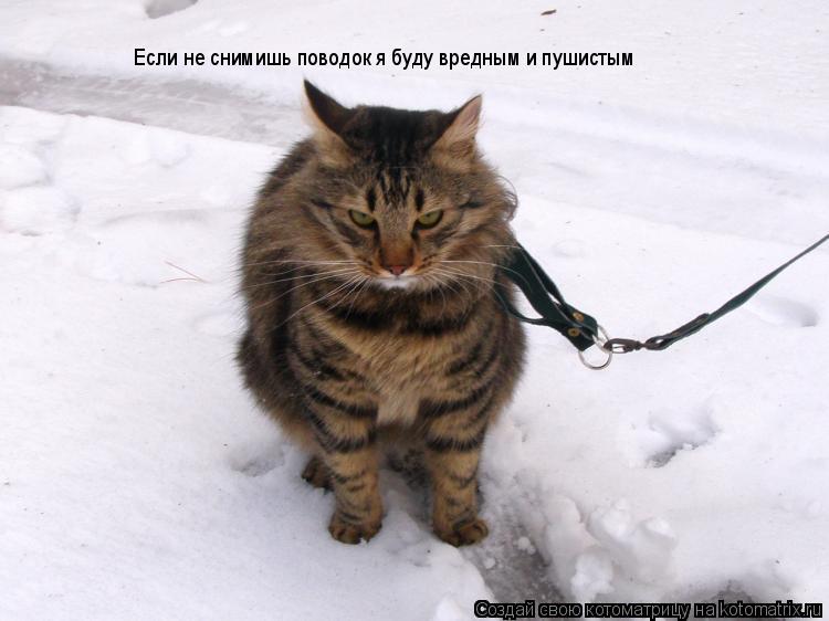 Котоматрица: Если не снимишь поводок я буду вредным и пушистым