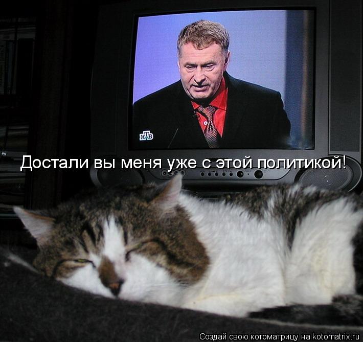 Котоматрица: Достали вы меня уже с этой политикой!