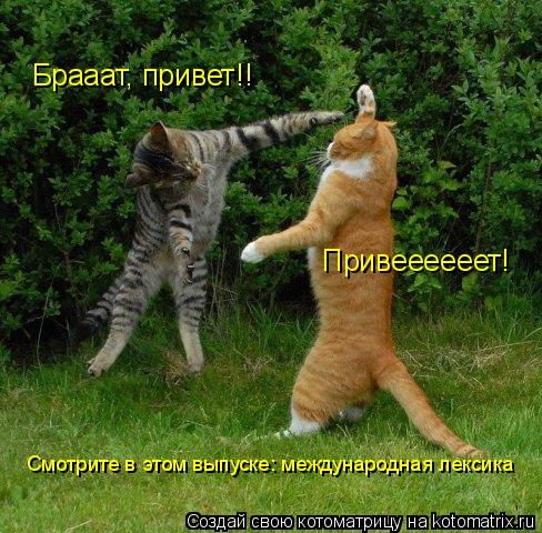 Котоматрица: Брааат, привет!! Привеееееет! Смотрите в этом выпуске: международная лексика