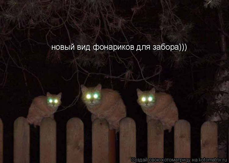 новый вид фонариков для забора)))... Котоматрица: новый вид фонариков для забора)))