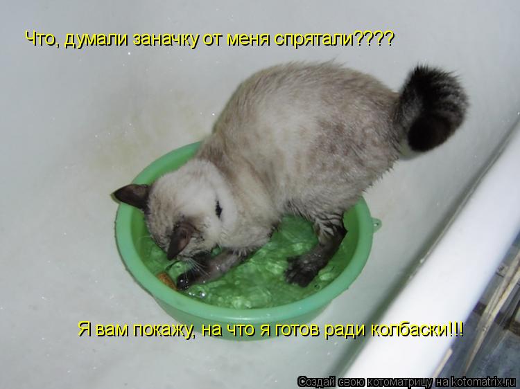Котоматрица: Что, думали заначку от меня спрятали???? Я вам покажу, на что я готов ради колбаски!!!