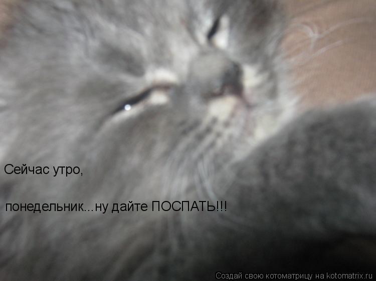 Котоматрица: Сейчас утро, понедельник...ну дайте ПОСПАТЬ!!!