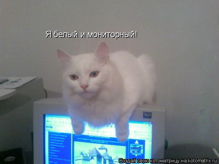 Котоматрица: Я белый и мониторный!