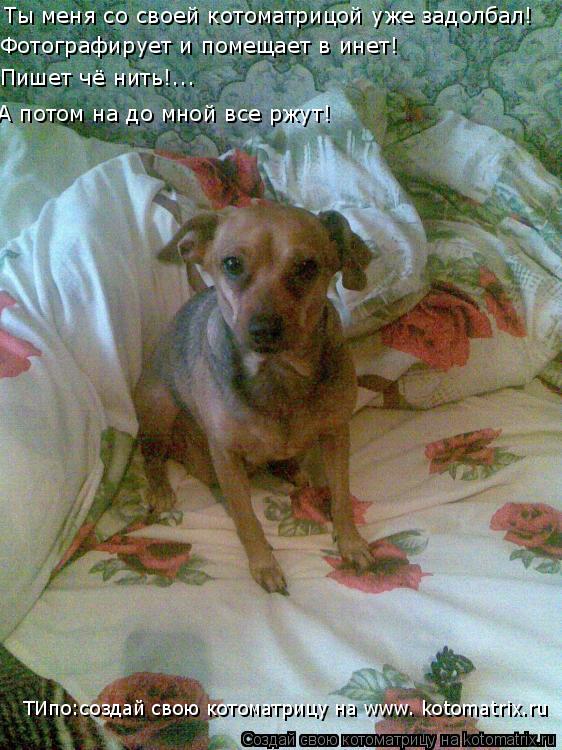 Котоматрица: Ты меня со своей котоматрицой уже задолбал! Фотографирует и помещает в инет! Пишет чё нить!... А потом на до мной все ржут! ТИпо:создай свою ко