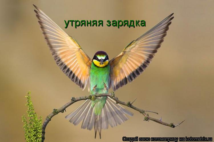 утряняя зарядка... Котоматрица: утряняя зарядка