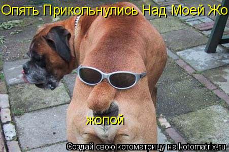 Котоматрица: Опять Прикольнулись Над Моей Жопой,,,,,,,,,,, жопой