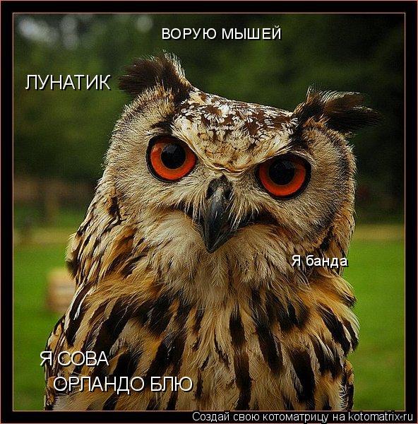 Я СОВА ОРЛАНДО БЛЮ ЛУНАТИК ВОРУЮ МЫШЕЙ Я банда... Котоматрица: Я СОВА ОРЛАНДО БЛЮ ЛУНАТИК ВОРУЮ МЫШЕЙ Я банда