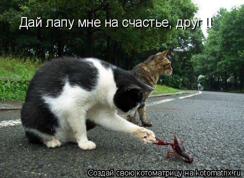 Котоматрица: Дай лапу мне на счастье, друг !!
