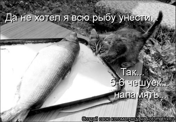 Котоматрица: Да не хотел я всю рыбу унести... Так... 5-6 чешуек... напамять...