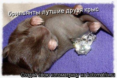 Котоматрица: брильянты лутшие друзя крыс