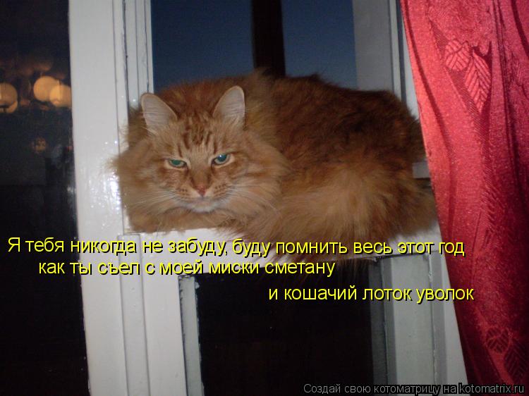 Я тебя никогда не забуду, буду помнить весь следующий год, как ты съел с моей миски сметану и заснул... Котоматрица: Я тебя никогда не забуду, буду помнить весь следующий год, как ты съел с моей миски сметану и заснул на кошачьем лотке Я тебя никогда не забу