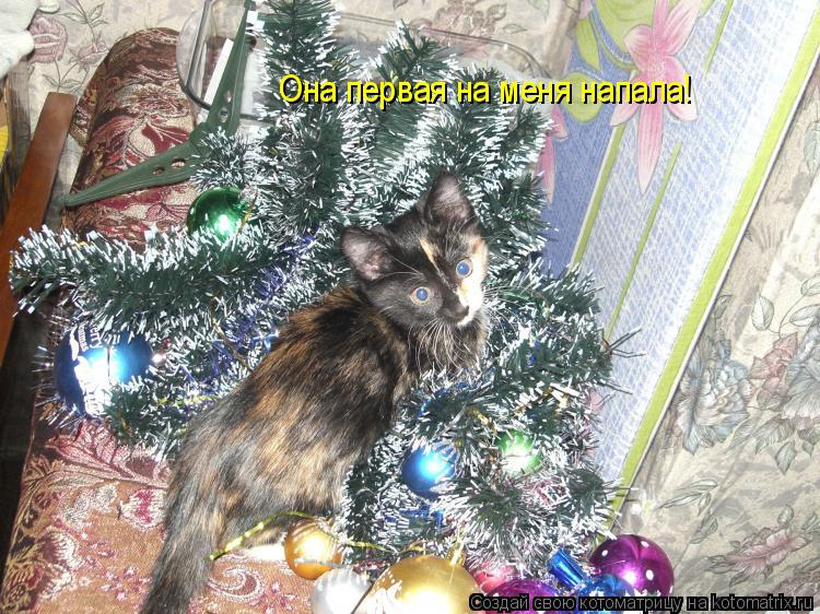 Котоматрица: Она первая на меня напала!