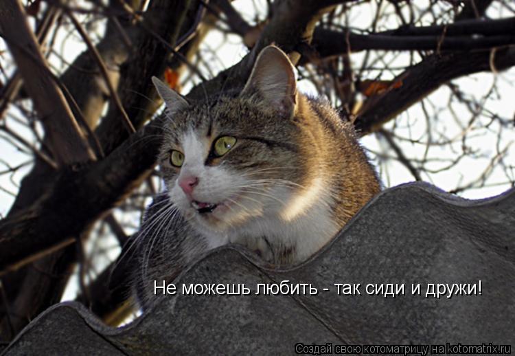 Котоматрица: Не можешь любить - так сиди и дружи!