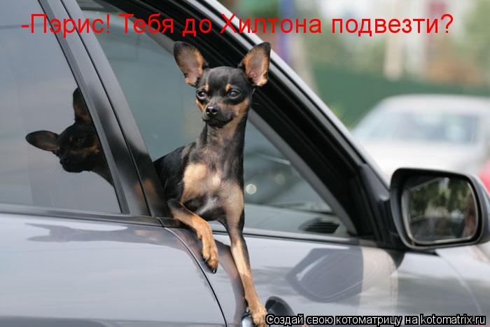 -Пэрис! Тебя до Хилтона подвезти?... Котоматрица: -Пэрис! Тебя до Хилтона подвезти?