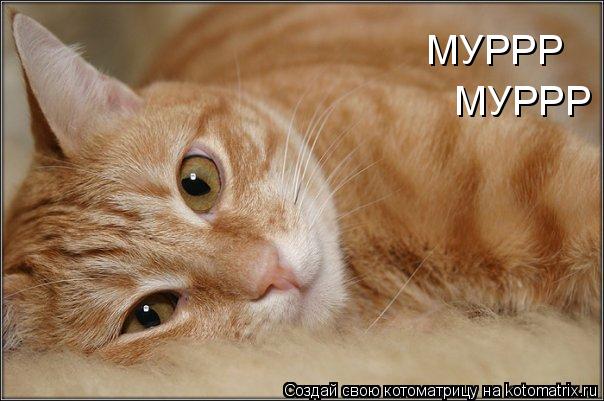 Котоматрица: МУРРР МУРРР