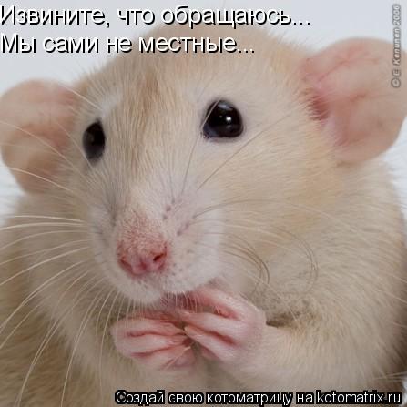 Извините, что обращаюсь... Мы сами не местные...... Котоматрица: Извините, что обращаюсь... Мы сами не местные...