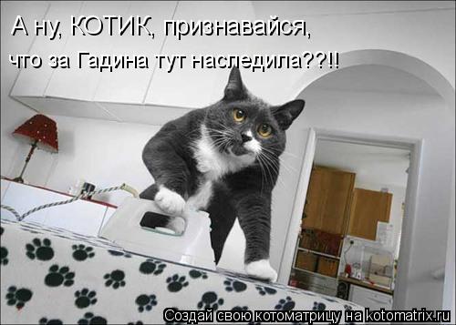 Котоматрица: А ну, КОТИК, признавайся, что за Гадина тут наследила??!!