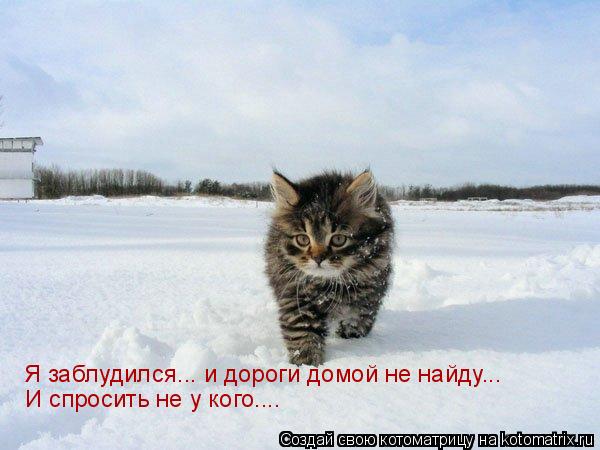 Котоматрица: Я заблудился... и дороги домой не найду... И спросить не у кого....