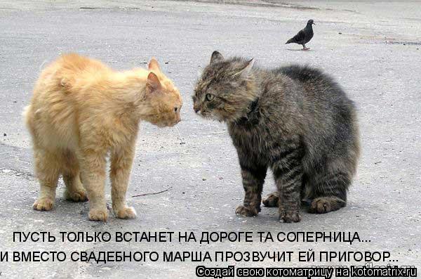 ПУСТЬ ТОЛЬКО ВСТАНЕТ НА ДОРОГЕ ТА СОПЕРНИЦА... И ВМЕСТО СВАДЕБНОГО МАРША ПРОЗВУЧИТ ЕЙ ПРИГОВОР...... Котоматрица: ПУСТЬ ТОЛЬКО ВСТАНЕТ НА ДОРОГЕ ТА СОПЕРНИЦА... И ВМЕСТО СВАДЕБНОГО МАРША ПРОЗВУЧИТ ЕЙ ПРИГОВОР...