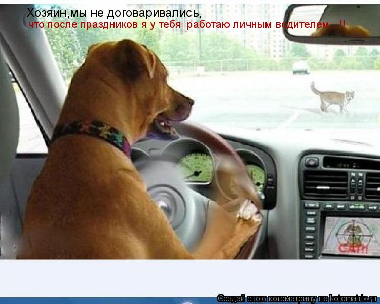 Котоматрица: Хозяин,мы не договаривались, что после праздников я у тебя  работаю личным водителем...!!
