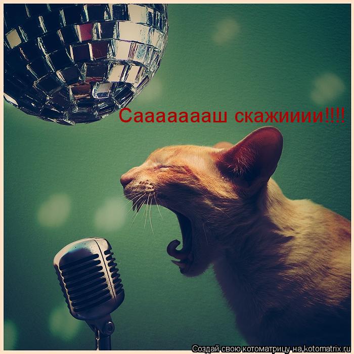Котоматрица: Саааааааш скажииии!!!!