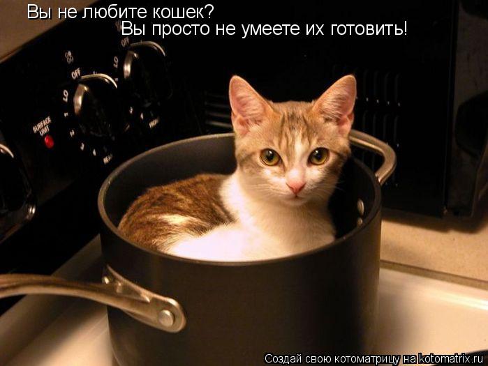 Котоматрица: Вы не любите кошек? Вы просто не умеете их готовить!