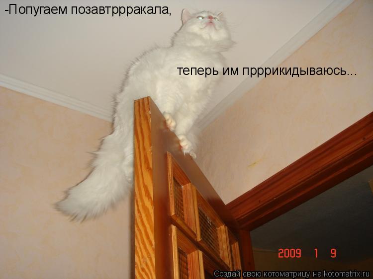 Котоматрица: -Попугаем позавтррракала,  теперь им прррикидываюсь...