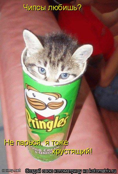 Котоматрица: Чипсы любишь? Не парься, я тоже  хрустящий!
