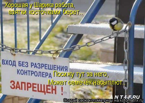 Котоматрица: Хорошая у Шарика работа, взятки косточками берет.. Посижу тут за него, Может семечек насыплют..