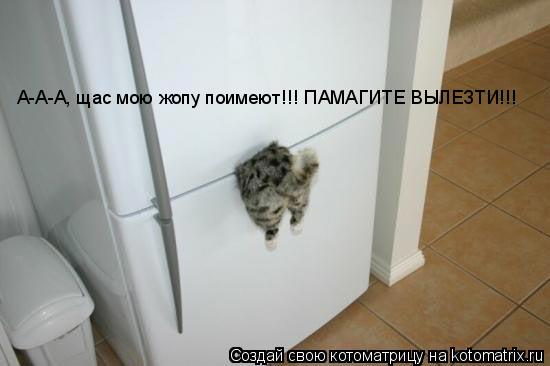 Котоматрица: А-А-А, щас мою жопу поимеют!!! ПАМАГИТЕ ВЫЛЕЗТИ!!!
