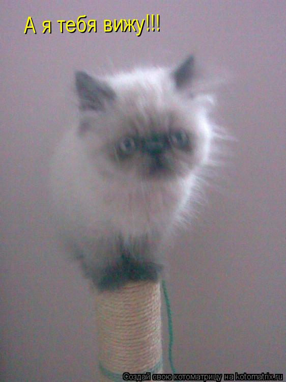 Котоматрица: А я тебя вижу!!!